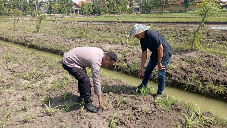 Polsek Wonoayu Cek Perkembangan Jagung di Desa Popoh, Wujudkan Swasembada Pangan