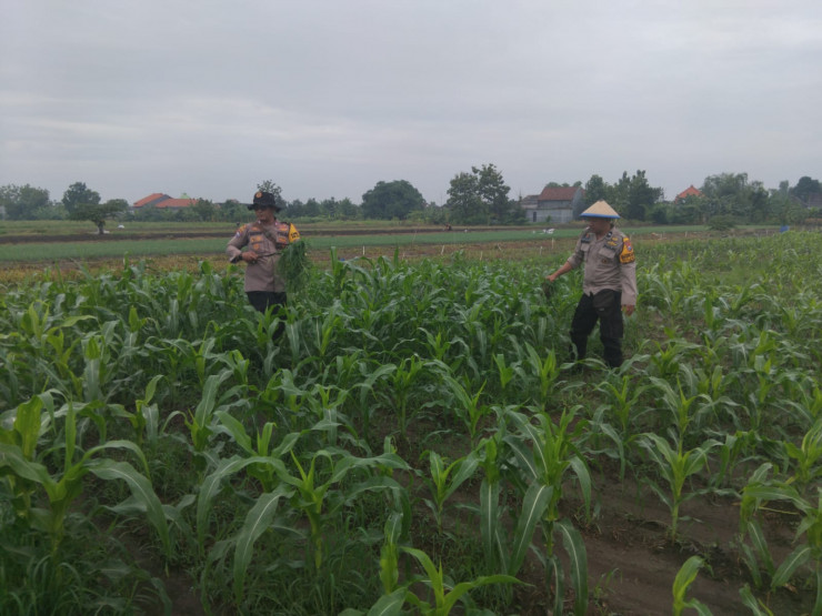Polsek Krembung Melalui Kanitbinmas Rawat Jagung Hibrida Dukung Swasembada Pangan Nasional