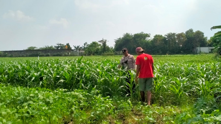 Dukung Swasembada Pangan, Bhabinkamtibmas Polsek Wonoayu Kontrol Tanaman Jagung di Desa Mulyodadi