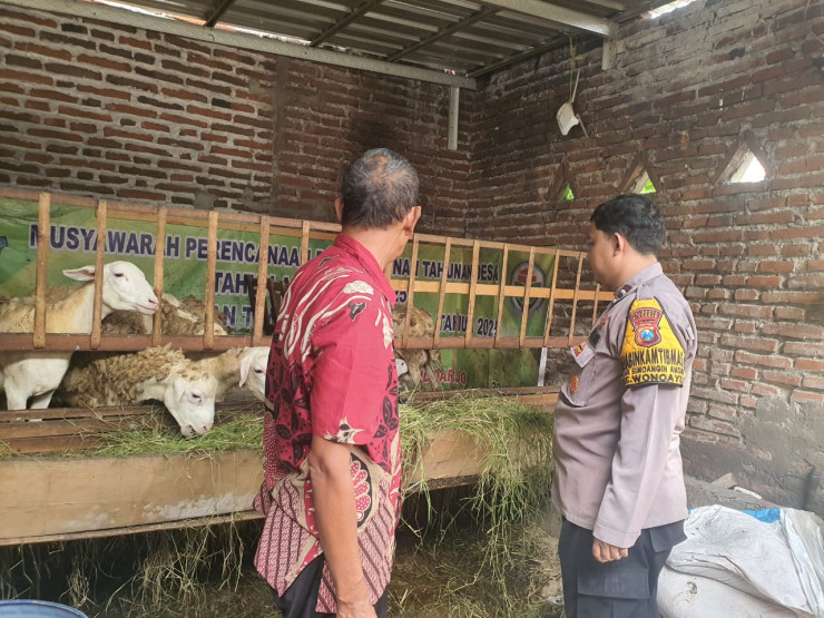 Peternak Dihimbau Perhatikan Perkembangan dan Kesehatan Kambing, Guna Kelangsungan Ketahanan Pangan