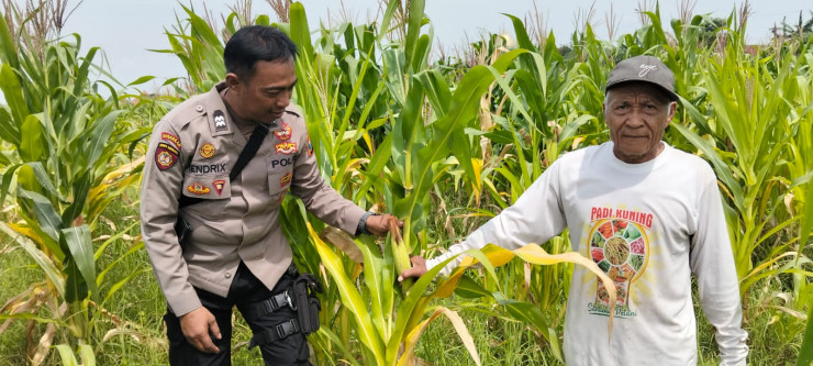 Dukung Ketahanan Pangan, Polsek Tulangan Monitoring Tanaman Jagung di Desa Kemantren