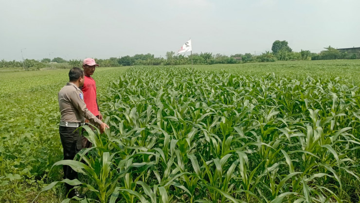 Polsek Wonoayu dan Petani Optimalkan Lahan Jagung
