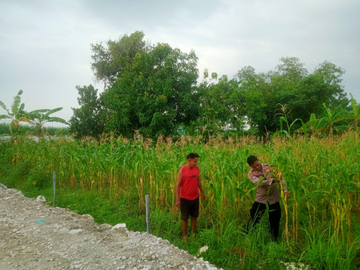 Kanit Binmas Polsek Krembung Cek Lahan Jagung Desa Lemujut