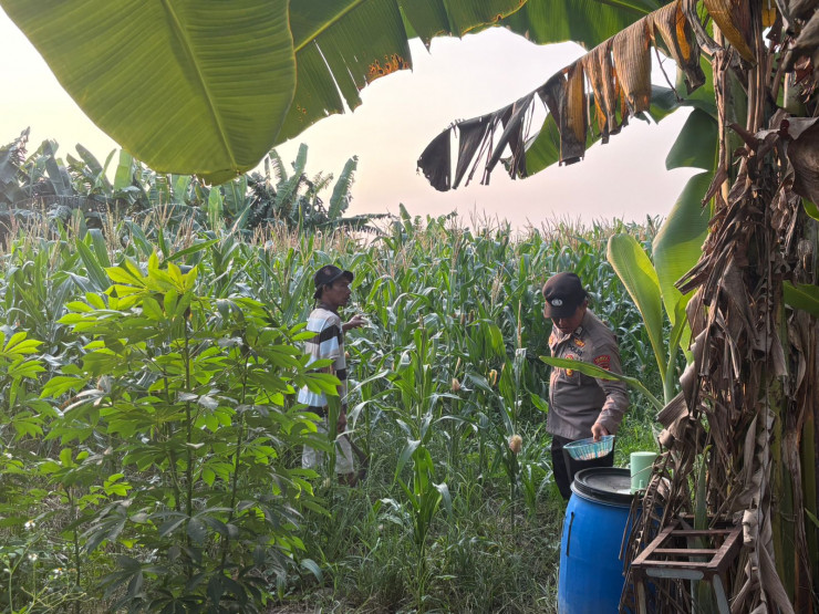 Polsek Gedangan Gandeng Petani Optimalkan Ketahanan Pangan Tanaman Jagung