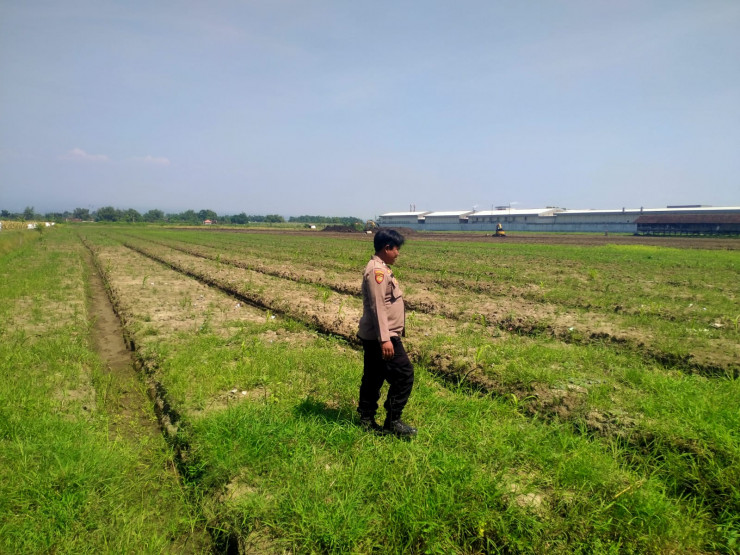 Dukung Ketahanan Pangan, Polsek Prambon Cek Kesiapan Lahan Jagung di Bulang