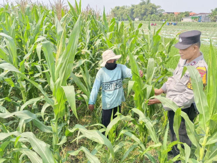 Polsek Tarik Pantau Pertumbuhan Jagung di Kedungbocok Demi Sukseskan Ketahanan Pangan Polresta Sidoarjo