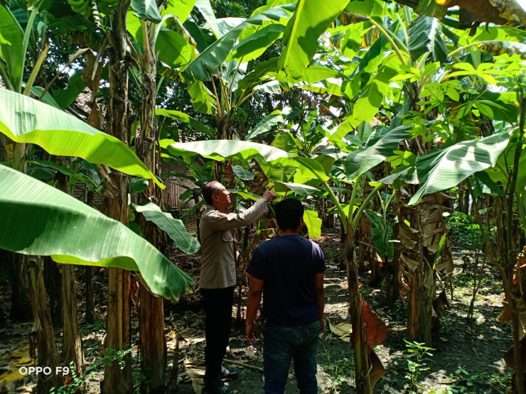 Polisi Kenongo Motivasi Warga Kembangkan Lahan Pisang