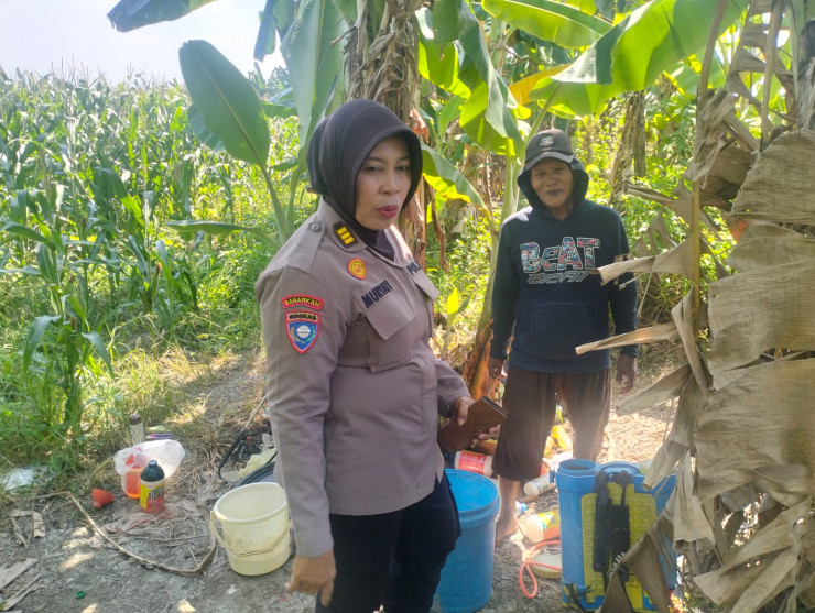 Polisi Turun ke Sawah, Dampingi Petani Punggul Jaga Harapan Panen Jagung untuk Ketahanan Pangan Nasional