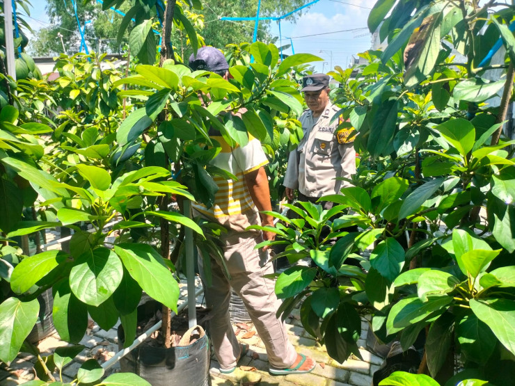 Wujud Ketahanan Pangan, Kanit Binmas Polsek Prambon Tinjau Lahan Tumpang Sari Padi dan Ketela Siap Panen