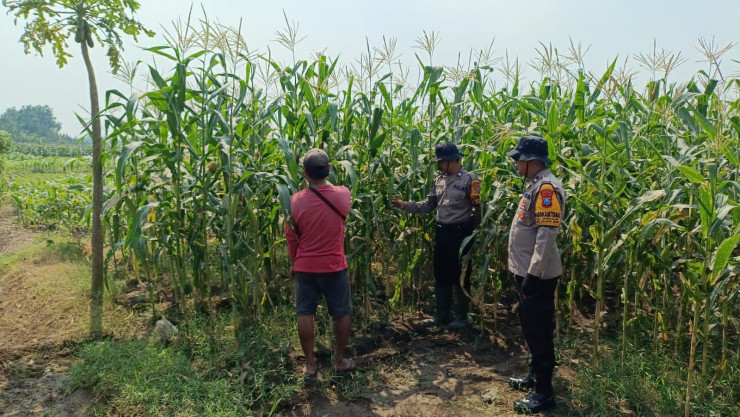 Polsek Balongbendo Dampingi Petani Rawat Jagung Hibrida Wujudkan Swasembada Pangan