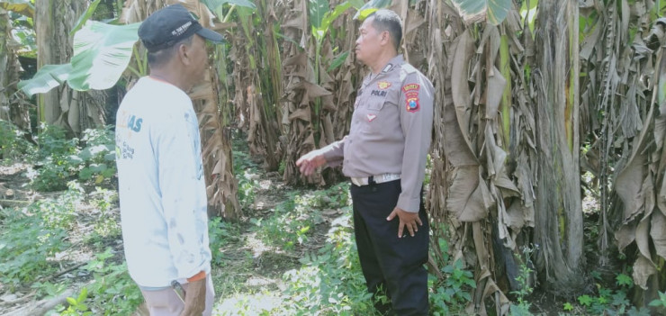 Polsek Sukodono Tinjau Ketahanan Pangan Pisang Ambon