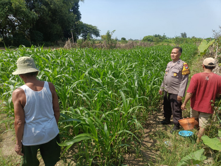 Dukung Swasembada Pangan, Polsek Porong Monitoring Lahan Jagung Warga