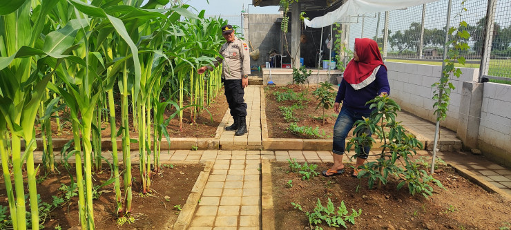 Polisi Sambangi Lahan Jagung Desa Randegan, Ajak Petani Dongkrak Swasembada Pangan
