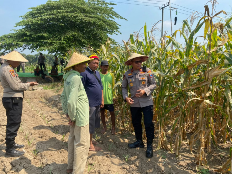 Dukung Ketahanan Pangan, Kapolsek Balongbendo Ajak Diskusi Petani Siapkan Panen Jagung