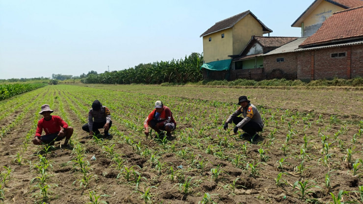 Polisi Dampingi Petani Jagung Hadapi Kemarau, Andalkan Pompa Air Antisipasi Kekeringan