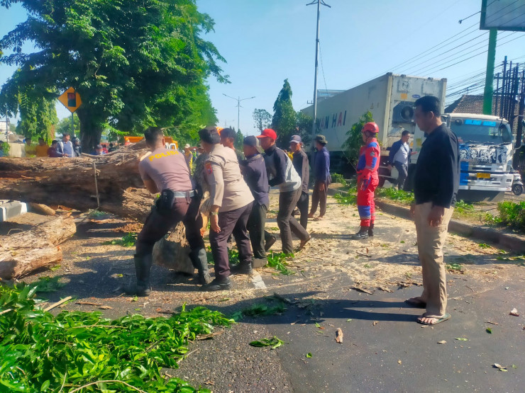 Polisi Bantu Evakuasi Pohon Tumbang di Jalan Raya Tebel Gedangan