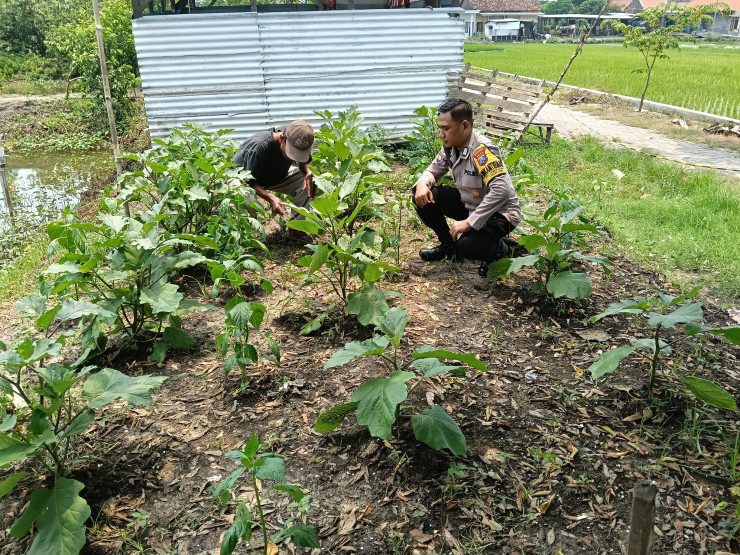 Sinergi Bhabinkamtibmas dan Warga Dukung Ketahanan Pangan Lewat Pengelolaan Lahan Sayuran P2B di Jabon