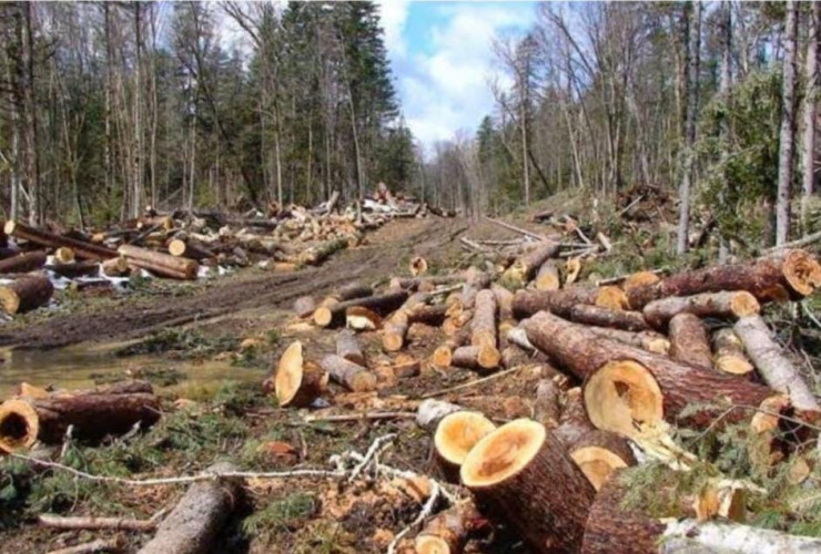 AMPL Anggap Tindakan Polisi Mengamankan Terduga Provokator Penebangan Liar di Banyuwangi Sudah Tepat