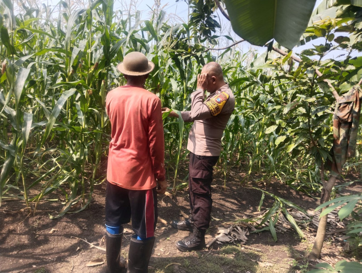 Polresta Sidoarjo Perkuat Swasembada Pangan, Dampingi Petani Buduran Kelola Jagung Hibrida Demi Ketahanan Pangan Nasional