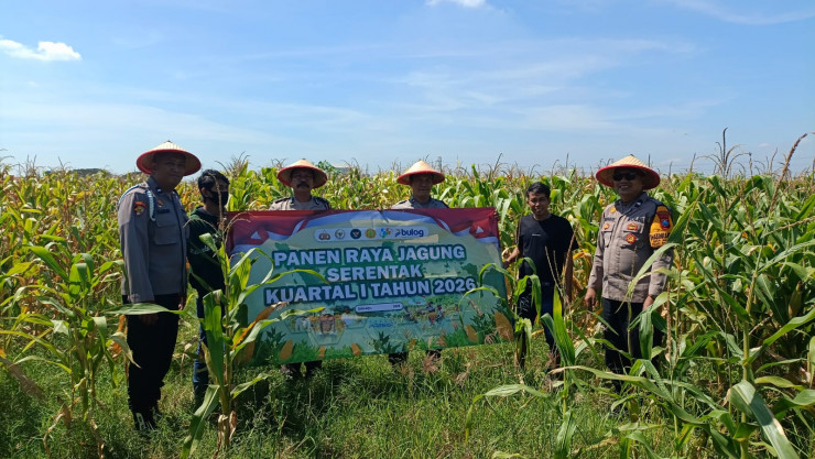 Panen Raya Jagung di Balongbendo, Wujud Dukungan Polri terhadap Ketahanan Pangan