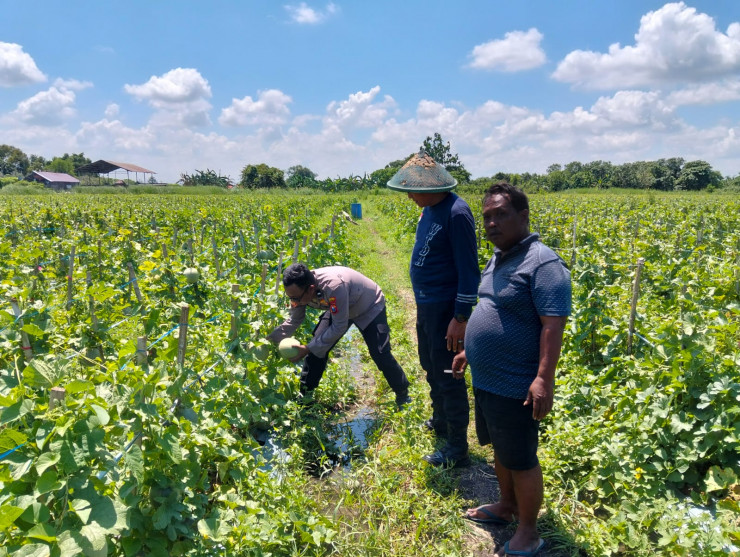 Polresta Sidoarjo Dorong Swasembada Pangan, Lahan Melon di Prambon Siap Panen