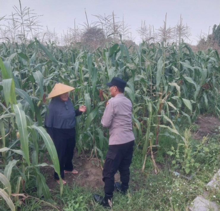 Dukung Swasembada, Polisi Pantau Jagung Lebo