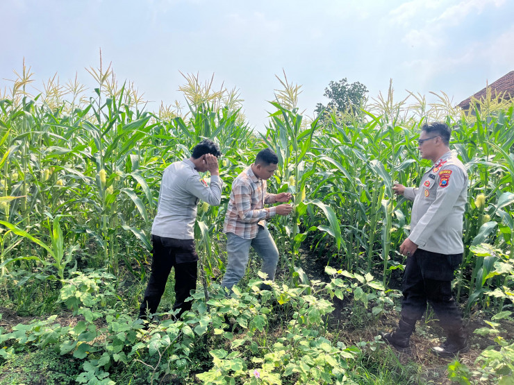 Polsek Krembung Kawal Program P2B Desa Lemujut