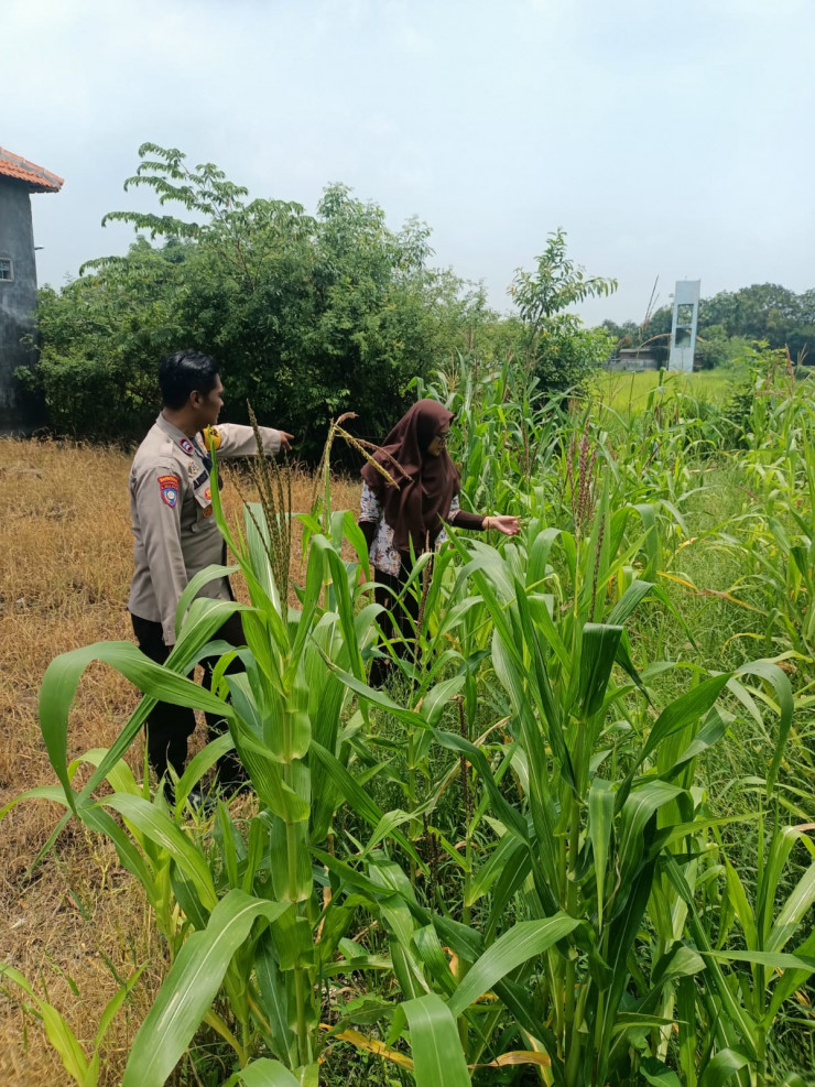 SDN Kandangan Krembung Tanam Jagung, Dukung Program Ketahanan Pangan Nasional