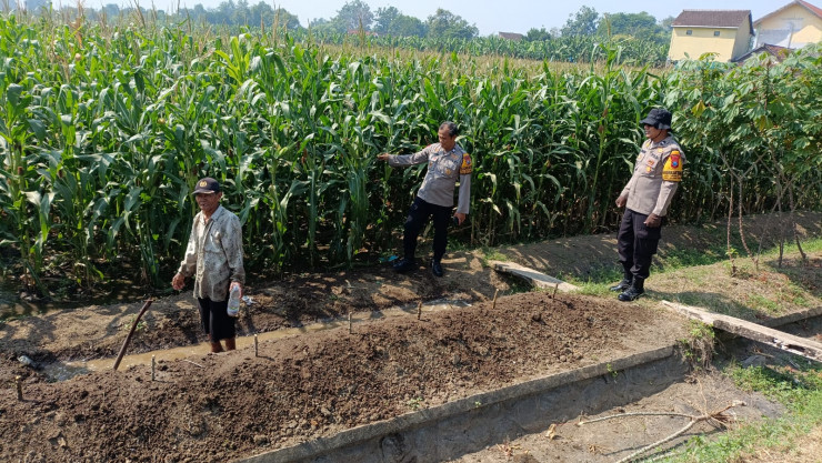 Kapolsek Balongbendo Tinjau Jagung Hibrida 1 Hektare untuk Perkuat Swasembada Pangan di Sidoarjo