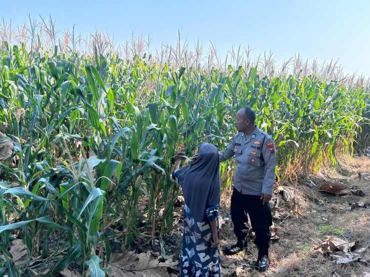 Bhabinkamtibmas Polsek Prambon Pantau Pertumbuhan Jagung, Sukseskan Ketahanan Pangan