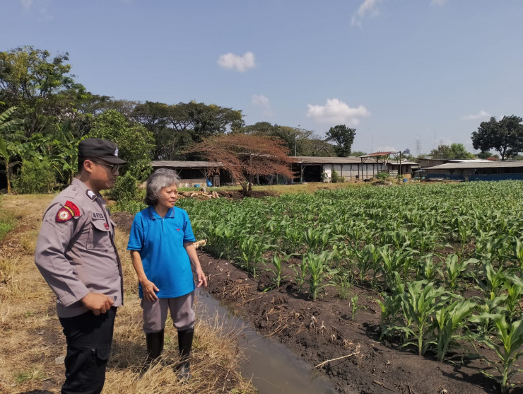 Polsek Taman Optimalkan Ketahanan Pangan Tanaman Jagung