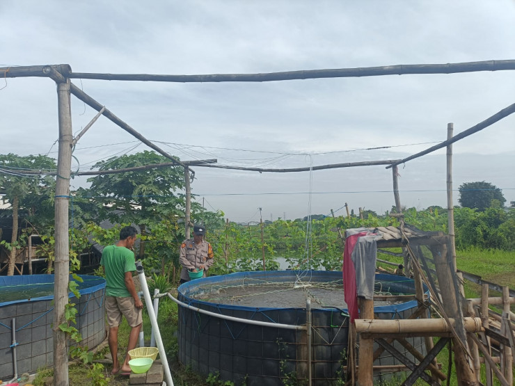 Kanit Binmas Polsek Krian Tinjau Budidaya Ikan Nila di P2B Bumdes Kraton Dukung Program Ketahanan Pangan